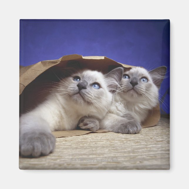 Katzen in Papiertüten Magnet (Vorne)