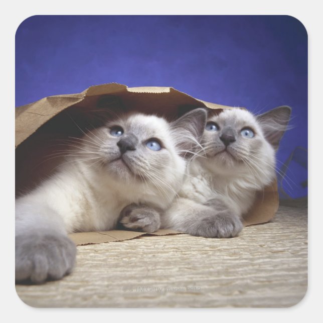 Katzen in Papiertüten Quadratischer Aufkleber (Vorderseite)
