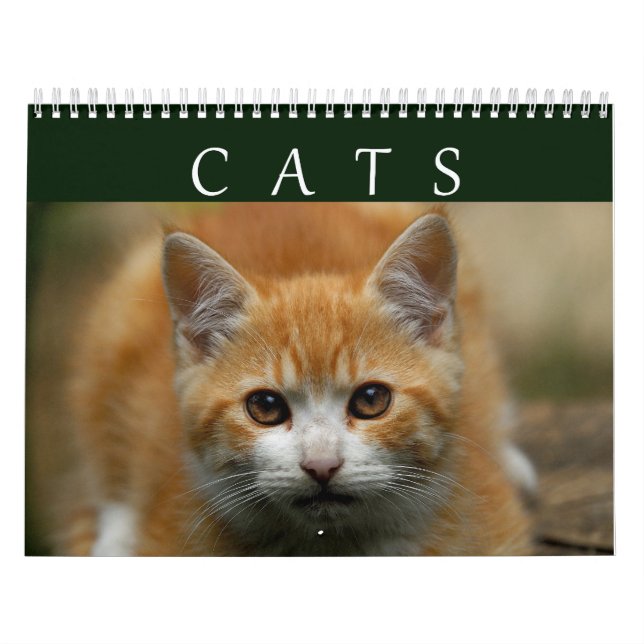 Katzen-Kalender 2016 Kalender (Titelbild)