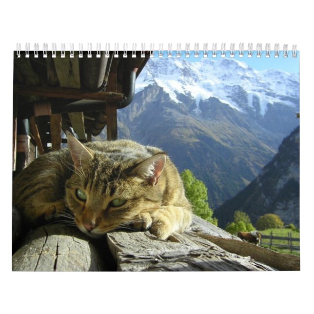 Katzen-Kalender Kalender (Titelbild)