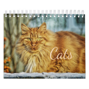 Katzen-Kalender Kalender
