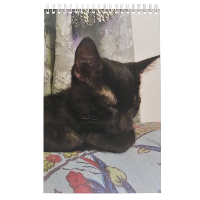 Katzen-Kalender Kalender (Titelbild)