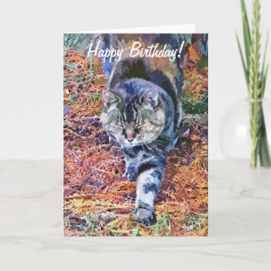 KATZEN KARTE