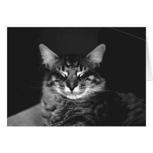 Katzen-Karte #3