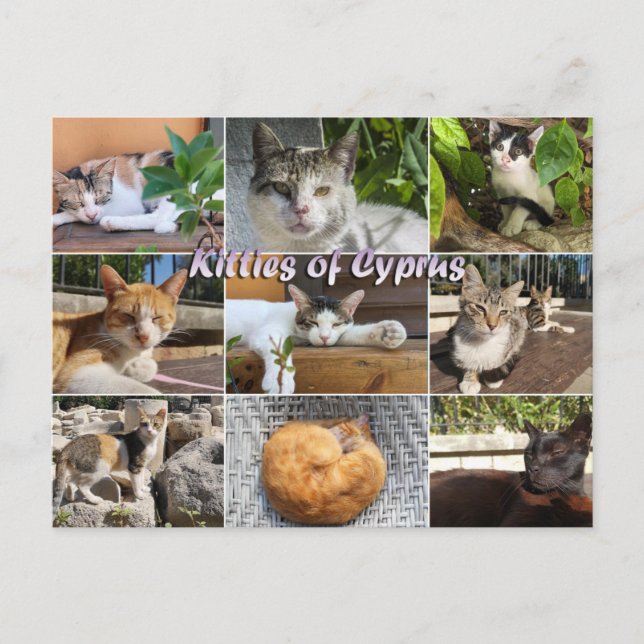 Katzen Kätzchen auf Zypern Postkarte (Vorderseite)