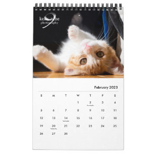 Katzen & Kätzchen von Kelly Nine Fotografy Kalender