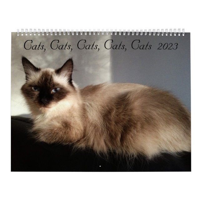 Katzen, Katzen, Katzen, Katzen, Katzen 2023 Kalend Kalender (Titelbild)