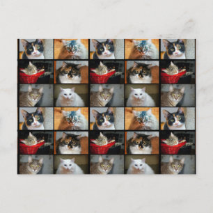Katzen Katzen Katzen Postkarte
