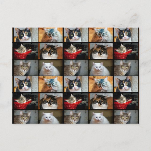 Katzen Katzen Katzen Postkarte (Vorderseite)