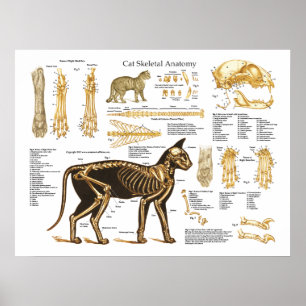 Katzen-katzenartiges skelettartiges poster
