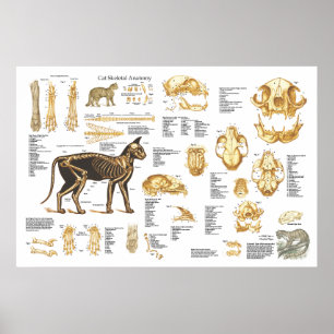 Katzen-katzenartiges skelettartiges poster