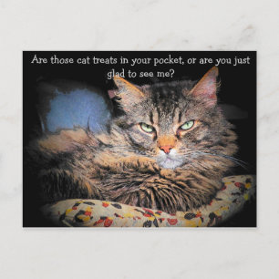 Katzen Leckereien? oder... Postkarte