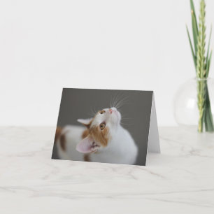 Katzen-leere Anmerkungs-Karte durch Fokus für eine Karte