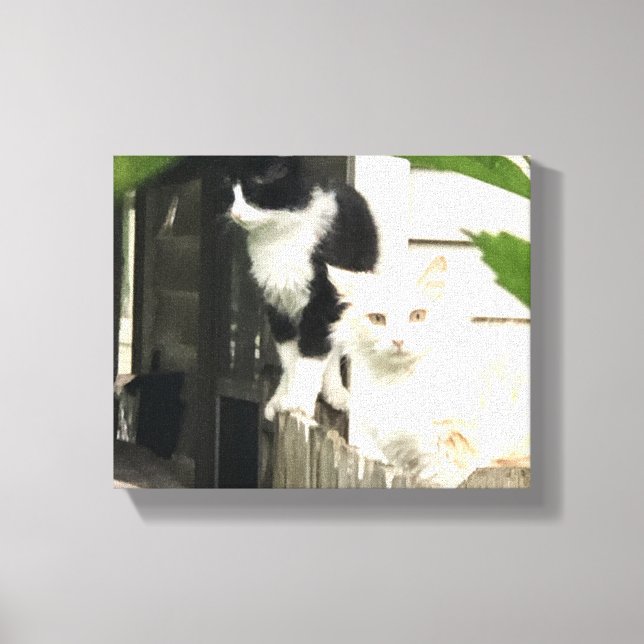 Katzen Leinwanddruck (Vorderseite)