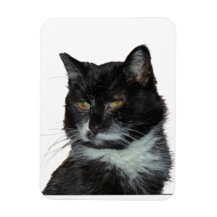 Katzen-Liebe Magnet
