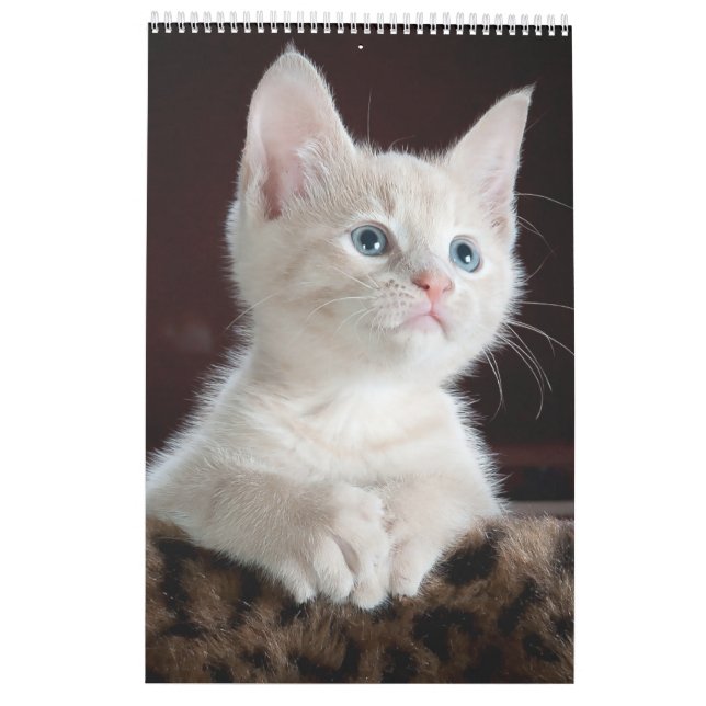 Katzen lieben Kalender (Rückseite)