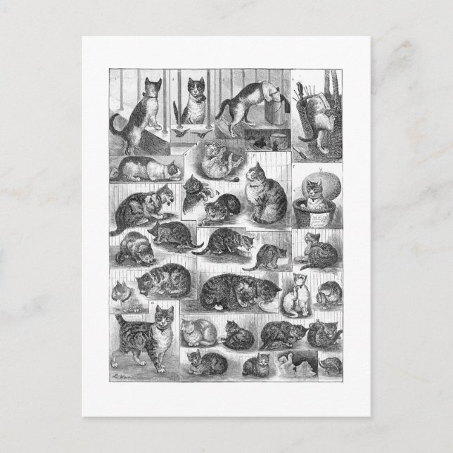 Katzen, Louis Wain Postkarte (Vorderseite)