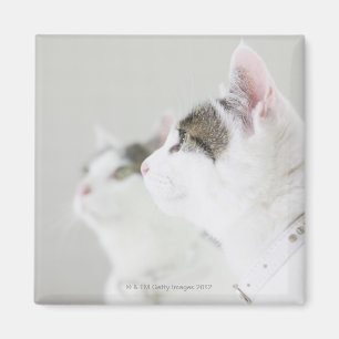 Katzen Magnet