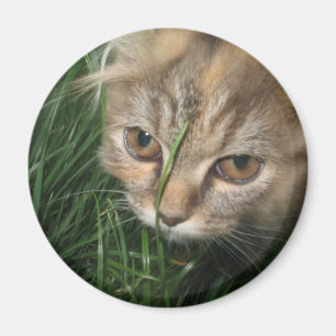 Katzen-Magnet Magnet