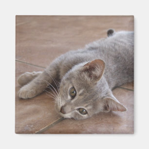 Katzen-Magnet Magnet