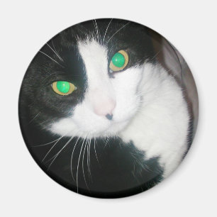 Katzen-Magnet Magnet