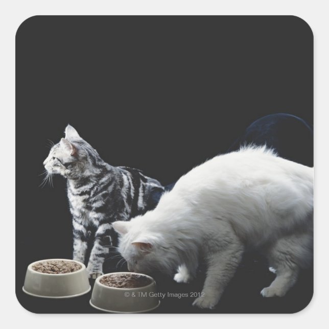 Katzen mit Schüssel zum Essen Quadratischer Aufkleber (Vorderseite)