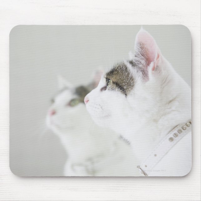 Katzen Mousepad (Vorne)