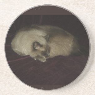 Katzen-Nickerchen Getränkeuntersetzer