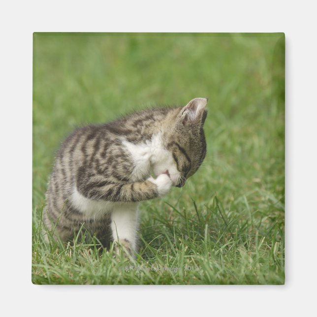 Katzen-Portrait Magnet (Vorne)