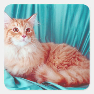 Katzen-Portrait Quadratischer Aufkleber