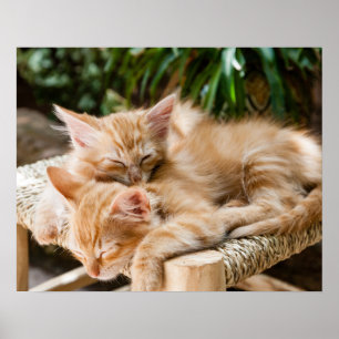 Katzen Poster