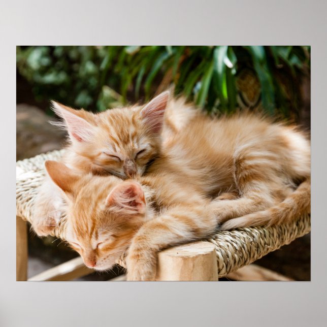 Katzen Poster (Vorne)