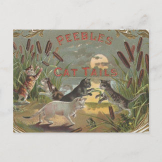 Katzen Postkarte
