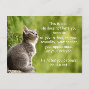 Katzen Postkarte