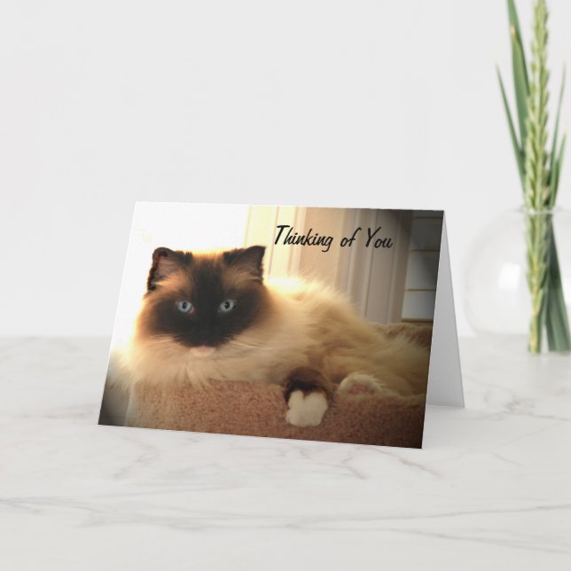 Katzen Ragdoll Ragdolls Kitty Card Karte (Vorderseite)