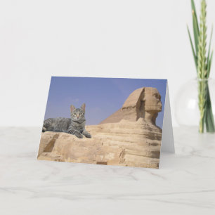 Katzen Regel! Karte