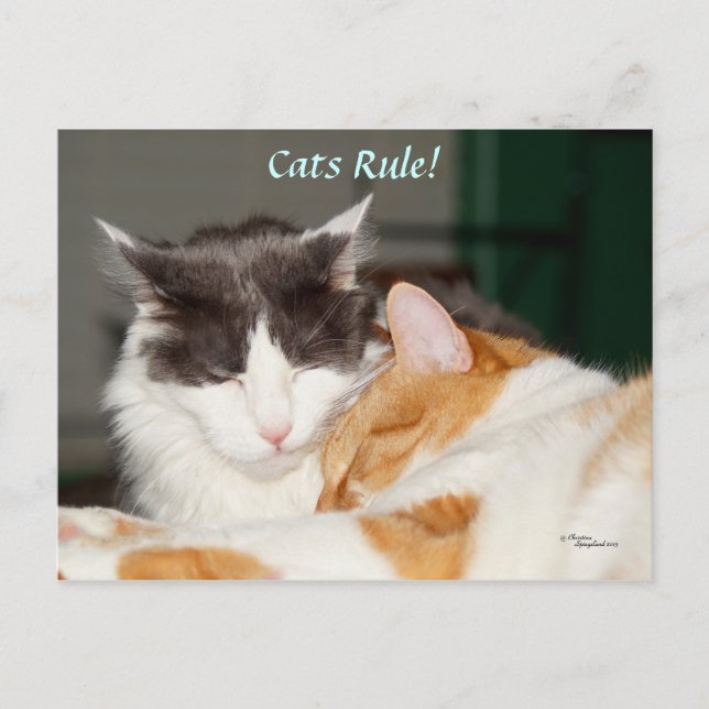 Katzen Regel Niedliche Postkarte (Vorderseite)