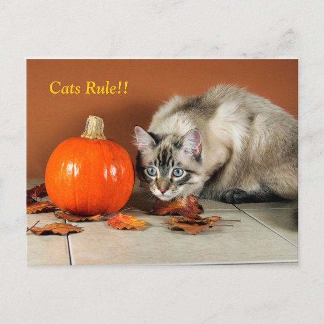 Katzen regieren siamesische Postkarte (Vorderseite)