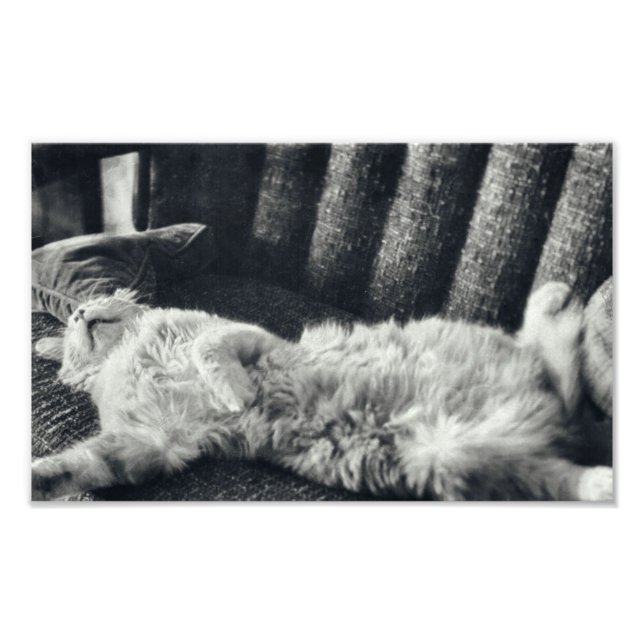 Katzen Schlafen auf Couch Feline Sofa Kitty Fotodruck (Vorne)
