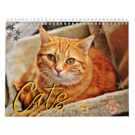 Katzen Schöne Portraits für Haustiere Kalender