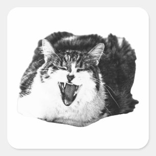 Katzen-Schrei, Aufkleber-Kunst Quadratischer Aufkleber