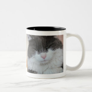 Katzen-Schwanz-Lektion gelernt Zweifarbige Tasse