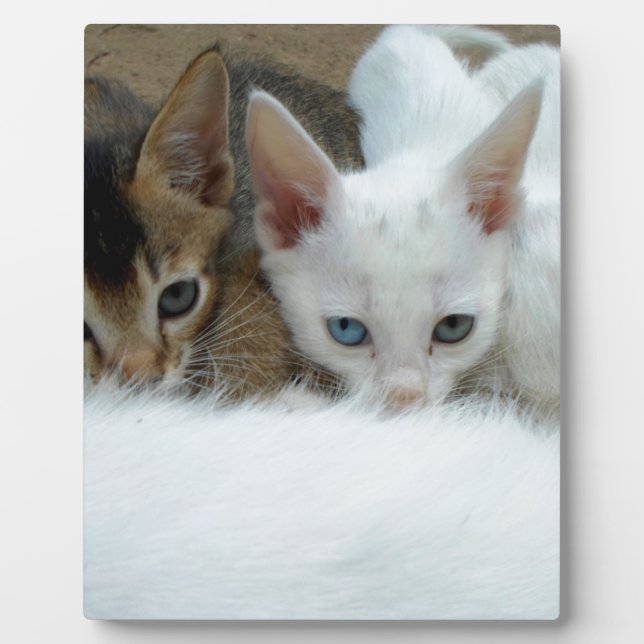 Katzen sehen niedlich aus fotoplatte (Vorderseite)