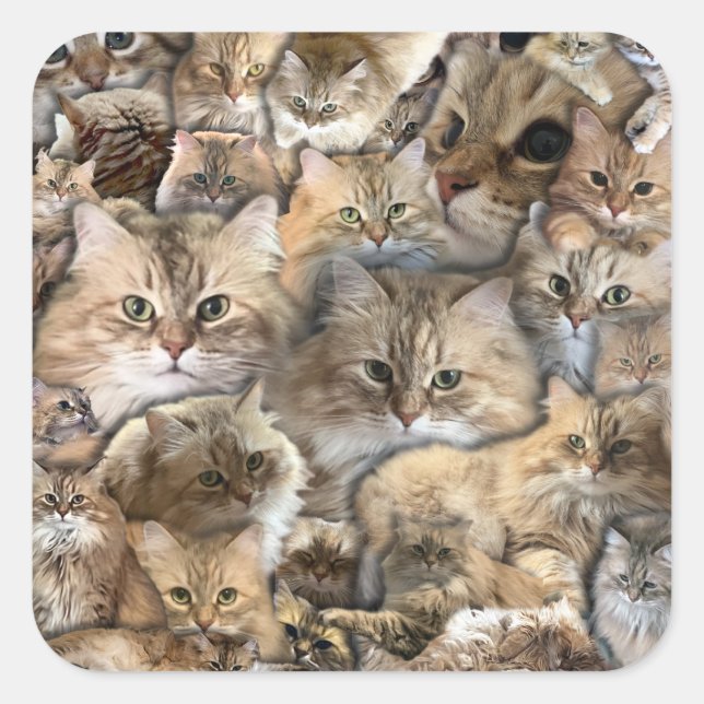 Katzen! Sibirienwälder Quadratischer Aufkleber (Vorderseite)