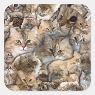 Katzen! Sibirienwälder Quadratischer Aufkleber