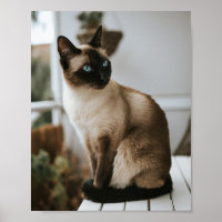 Katzen sind die besten 86