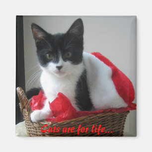 Katzen sind für das Leben… Magnet