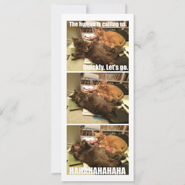 Katzen sind Löcher (Vorderseite)