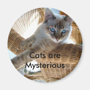 Katzen sind mysteriöser Magnet