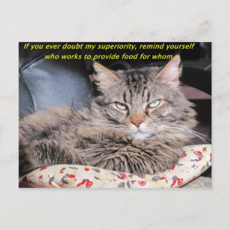 Katzen sind überlegene Meme Postkarte